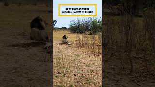 Lions at Chobe National Park #shorts #shortvideo #short