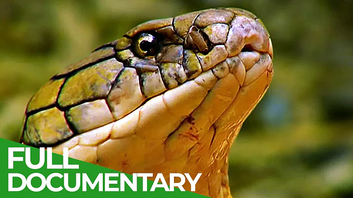 Wild Indonesia | Episode 1: Islands of Monsters | Free Documentary