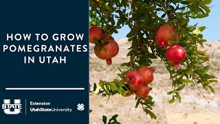 How to Grow Pomegranates in Utah by Utah State University Extension 304 views 2 months ago 42 minutes