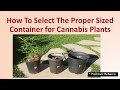 How to select the proper sized container for cannabis plants