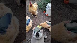 Cochins and Columbian Wyandottes eating cantalope August 12 2023 #chicken #hen #rooster