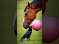علاج الفرسه Wildliferescue شورتس Animals Youtubeshorts Viralshort شورت Horse Rescu Ai Sho 