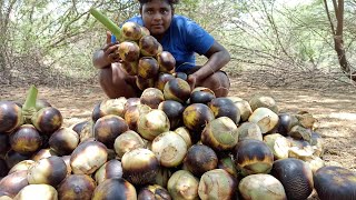 நுங்கு வேட்டை|Palm Fruit Hunting|Nungu Vettai|90s kids Special|Summer Special|Village Food Safari