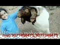 Arkan goat form manglore kinnigoli