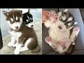 Funny And Cute Husky Puppies Compilation - Cutest Husky #1