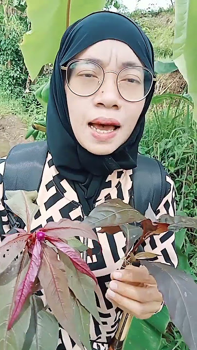 Obat wasir (ambeien) .. daun ungu