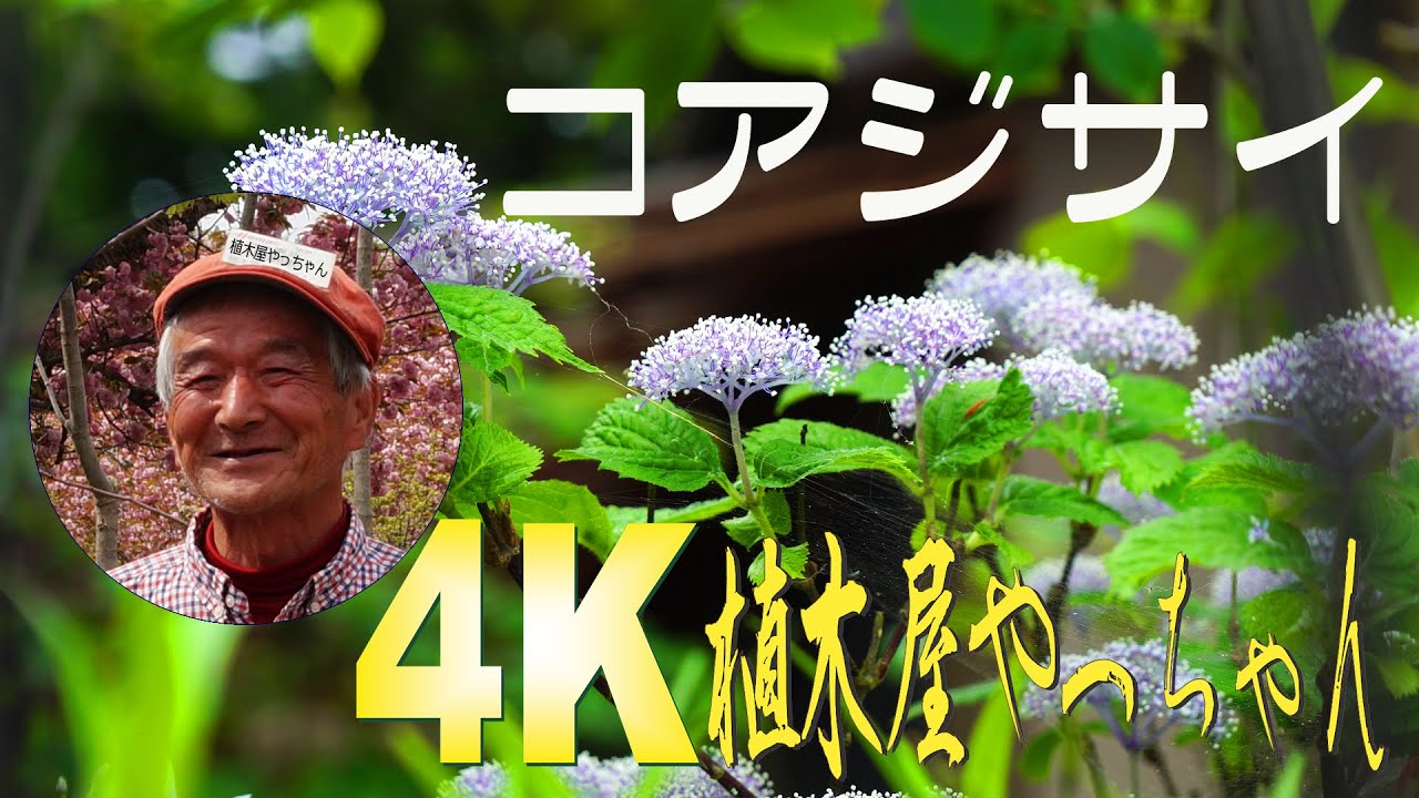 剪定不要コアジサイ ほのかな香り花 22 Youtube