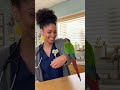 Parrot Mimics Nurse's Sweet Voice #funny #talkingparrot