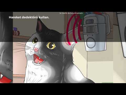 Video: Kedi Etiketlerinden Nasıl Kurtulurum