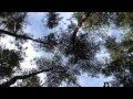 となりのトトロ 風のとおり道 ～ DAISHI DANCE