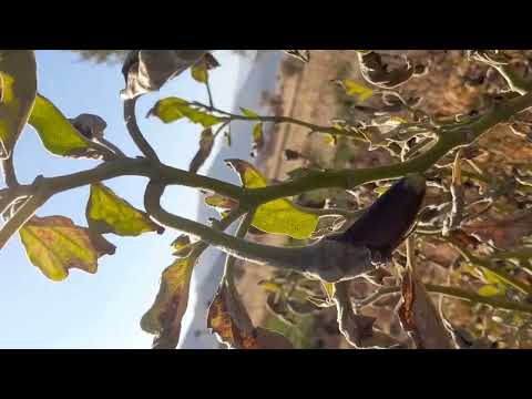 مزرعه سبزیجات و برداشت بادمجان فلفل قرمز در روستای لجنه باد