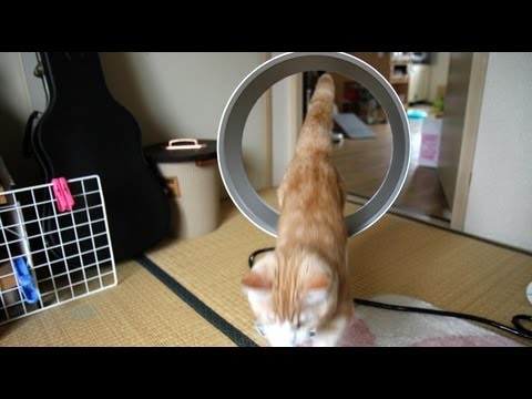 dyson v8 absolute Cat Jumping through the Ring 2 -dyson air multiplier- Munchkin Kitten