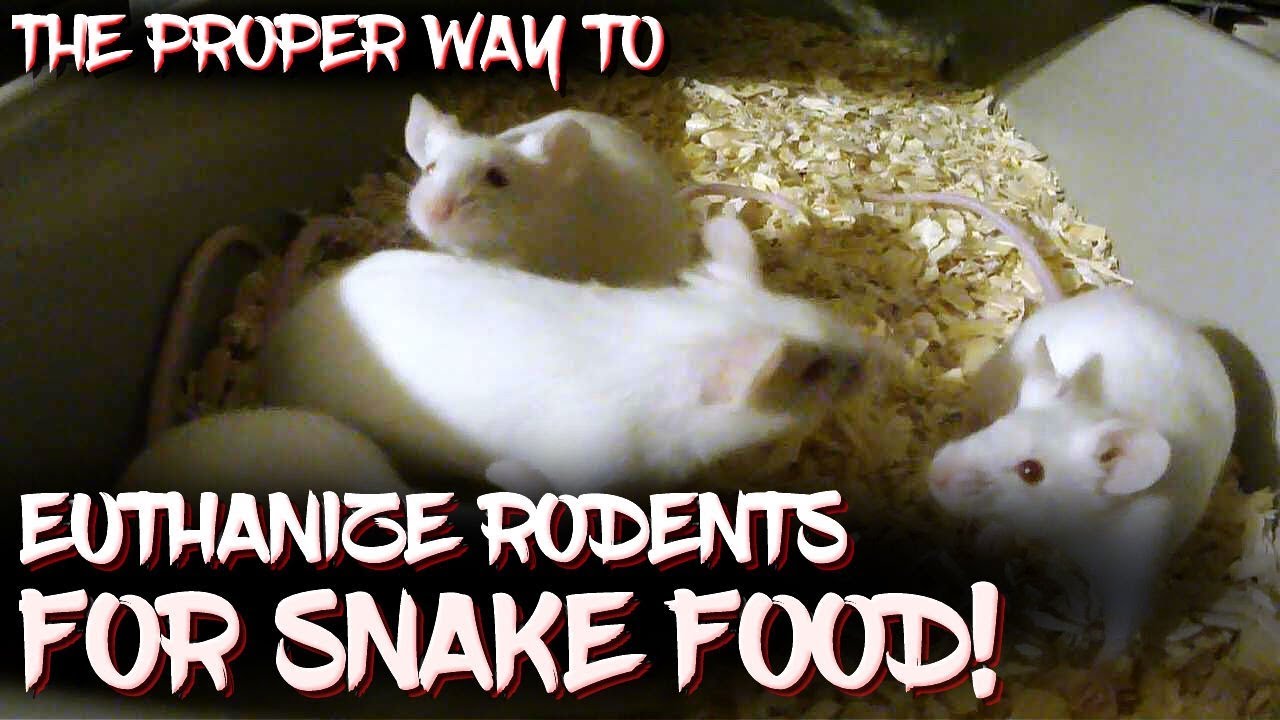gassed up The proper way to euthanize rodents for snake food