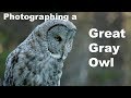 Photographing The Elusive Great Gray Owl | Wildlife Photography