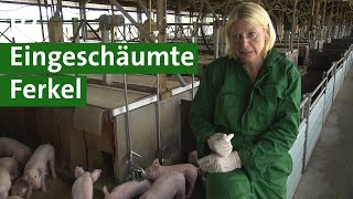 Antibiotika im Schweinestall vermeiden: Ferkel waschen, um Krankheiten zu vermeiden| Unser Land | BR