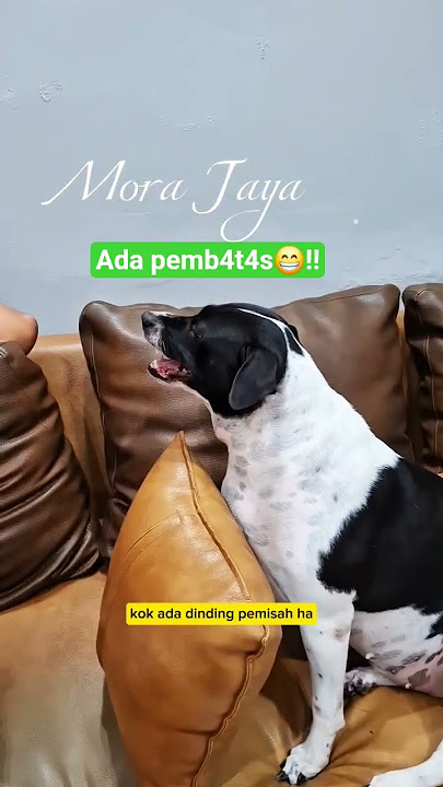 ada pemb4t4s😁‼️ #anjingpintar #anjingkampung