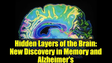 Hidden Layers of the Brain: New Discovery in Memory and Alzheimer