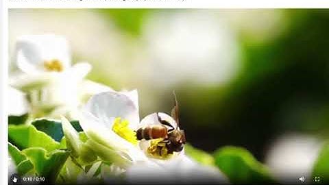 Đáp án Trạng nguyên Tiếng Việt lớp 4 Vòng 6 năm 2025   2026