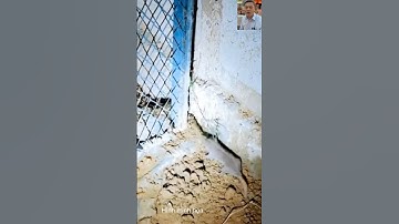 Ếch bị rắn và chuột cắn chân #shortvideo #dongvat #thưgiãn #snake #shorts #wildlife