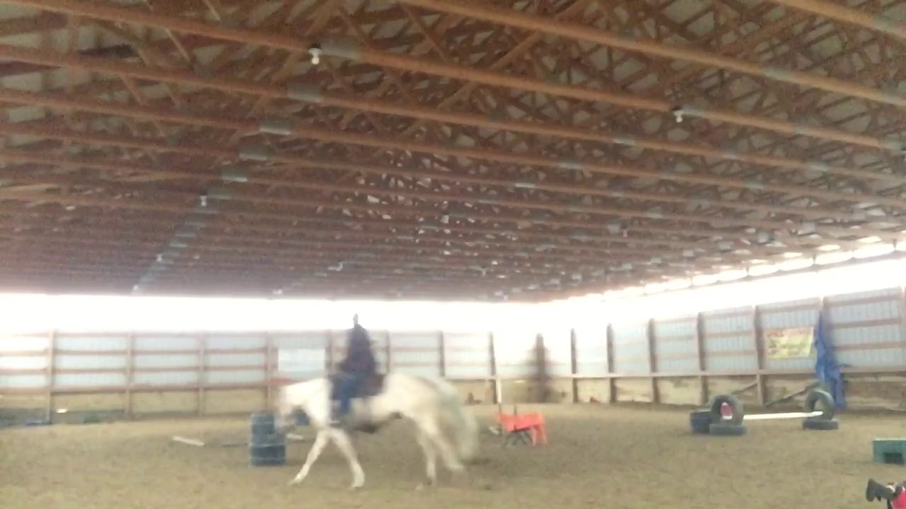 Legend Frenchmans Guy Gelding for sale YouTube