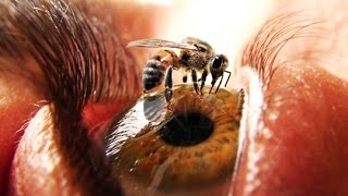Топ 8 самых болезненных укусов насекомых