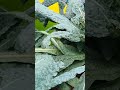 The Healthy Kale Ate Nòems The Healthy Kale Ate Nòems