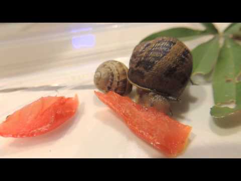 Snails eating tomato