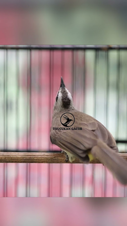 Masteran Trucukan Gacor ROPEL PANJANG Ampuh Untuk Pancingan Trucuk Agar Cepat Menaikkan GACOR 88