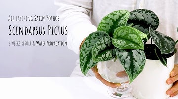 Plant Diary | Propagating satin pothos in water, air layering Scindapsus plant propagation result