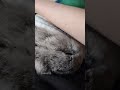#yutubeshorts #cute #cuterabbit #rabbit #kpop #blackpink #go #music #mycuterabbit #subscribe