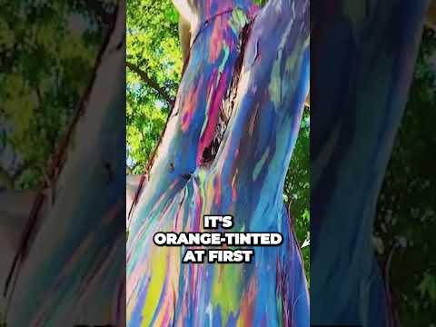 This Insane Trees