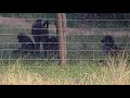 Djuma: Baboons inside lodge fence-Pt:2 - 06:50 - 05/03/21