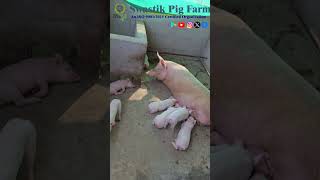 Adorable Piglets.#piggery #swastikpigfarm #pig #businessideas #piggerybusiness #business #facts