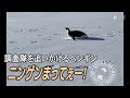 ニンゲン待ってよー！　腹ですべって調査隊についてくるペンギン