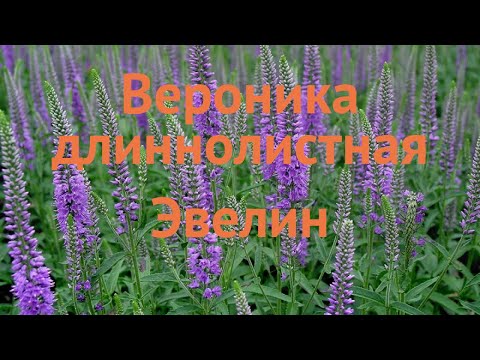 Вероника длиннолистная Эвелин
