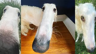 Borzoi Memes Compilation (Didn't I do it for you ?)