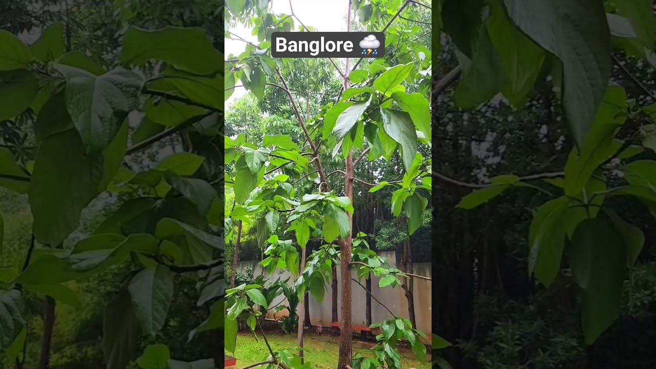 Rain in bangalore ⛈️ 