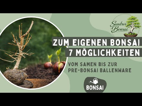 Woher kommt dein Bonsai? 7 Mglichkeiten von Samen bis Ballenware - YouTube