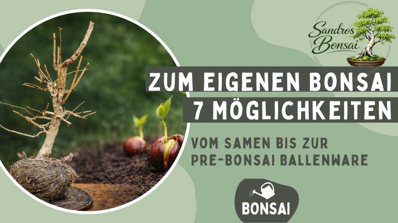 Bonsai selbst ziehen: 7 Bezugsquellen – Samen, Stecklinge, Abmoosung & Kauf