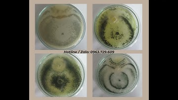 Công dụng của chế phẩm sinh học nấm đối kháng trichoderma