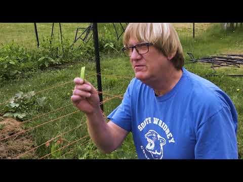 Video: Wando Zirņu informācija: padomi Wando zirņu audzēšanai dārzos
