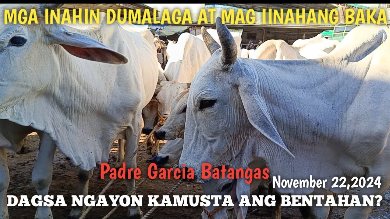 Inahin Mag iinahan at Dumalagang Baka Padre Garcia Batangas - YouTube