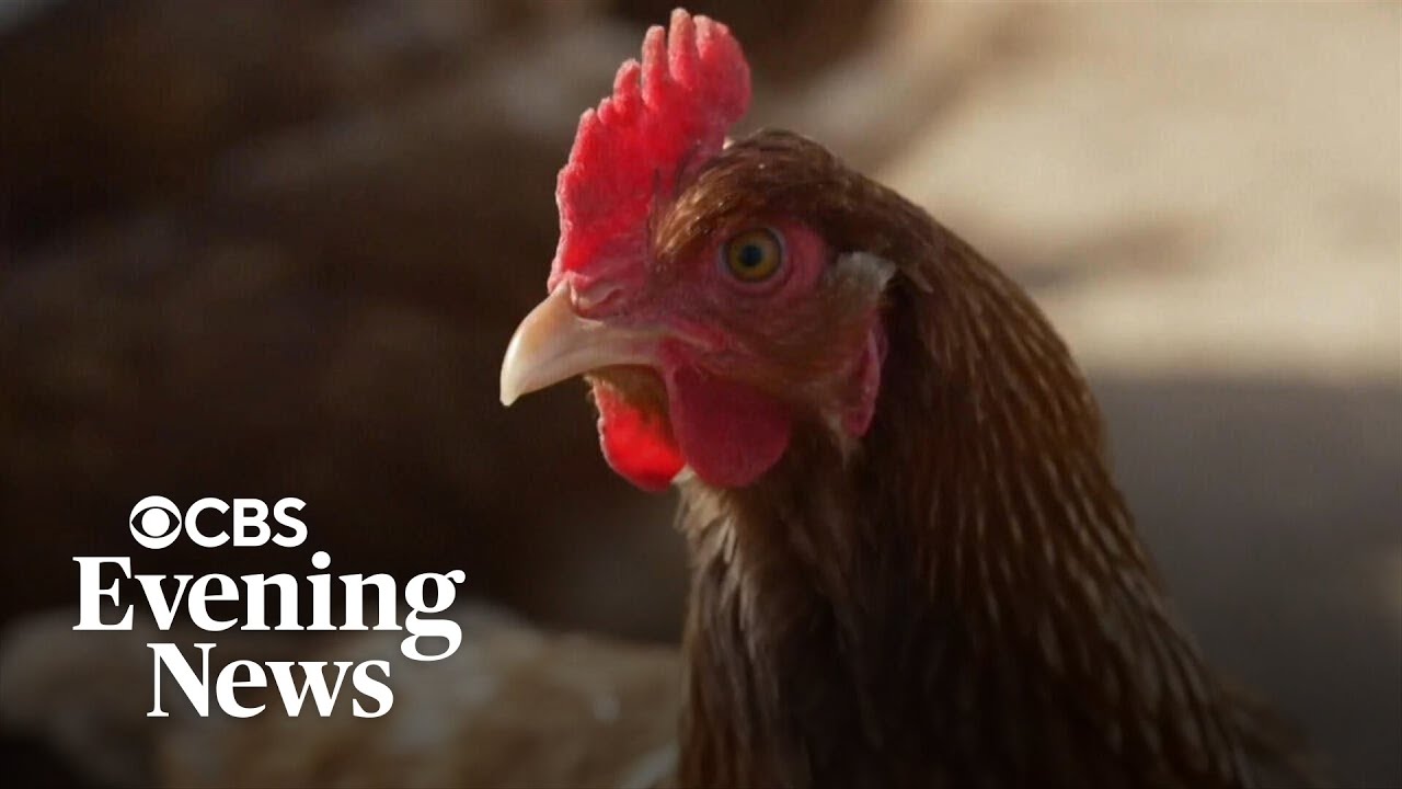 Egg prices expected to rise amid continued bird flu outbreaks - YouTube