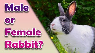 Male or Female Rabbit? How to Tell the Difference - Male Rabbits VS Female Rabbits #PET SL