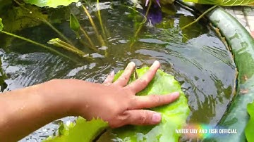 TÁCH RONG ĐUÔI CHÓ CHO VÀO CHẬU TRỒNG HOA SÚNG ĐỂ GIÚP NƯỚC ỔN ĐỊNH HƠN TRƯỚC KHI THẢ CÁ