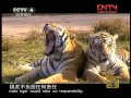 走遍中国 《走遍中国》 20110722 繁育东北虎