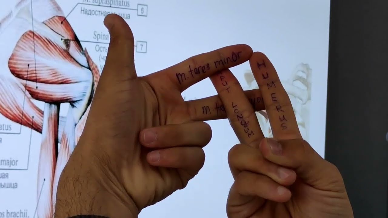 Yelka kamari mushaklari.  Елка камари мушаклари. Foramen trilaterum. Foramen quadralaterum.