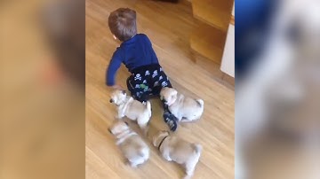 Adorable litter of pugs follows baby around house