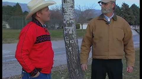 How To Identify Fall Web Worms In Trees