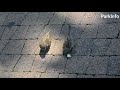 Уникальное видео.Эксклюзив.Мама-воробьиха кормит своих огромных птенцов из клюва